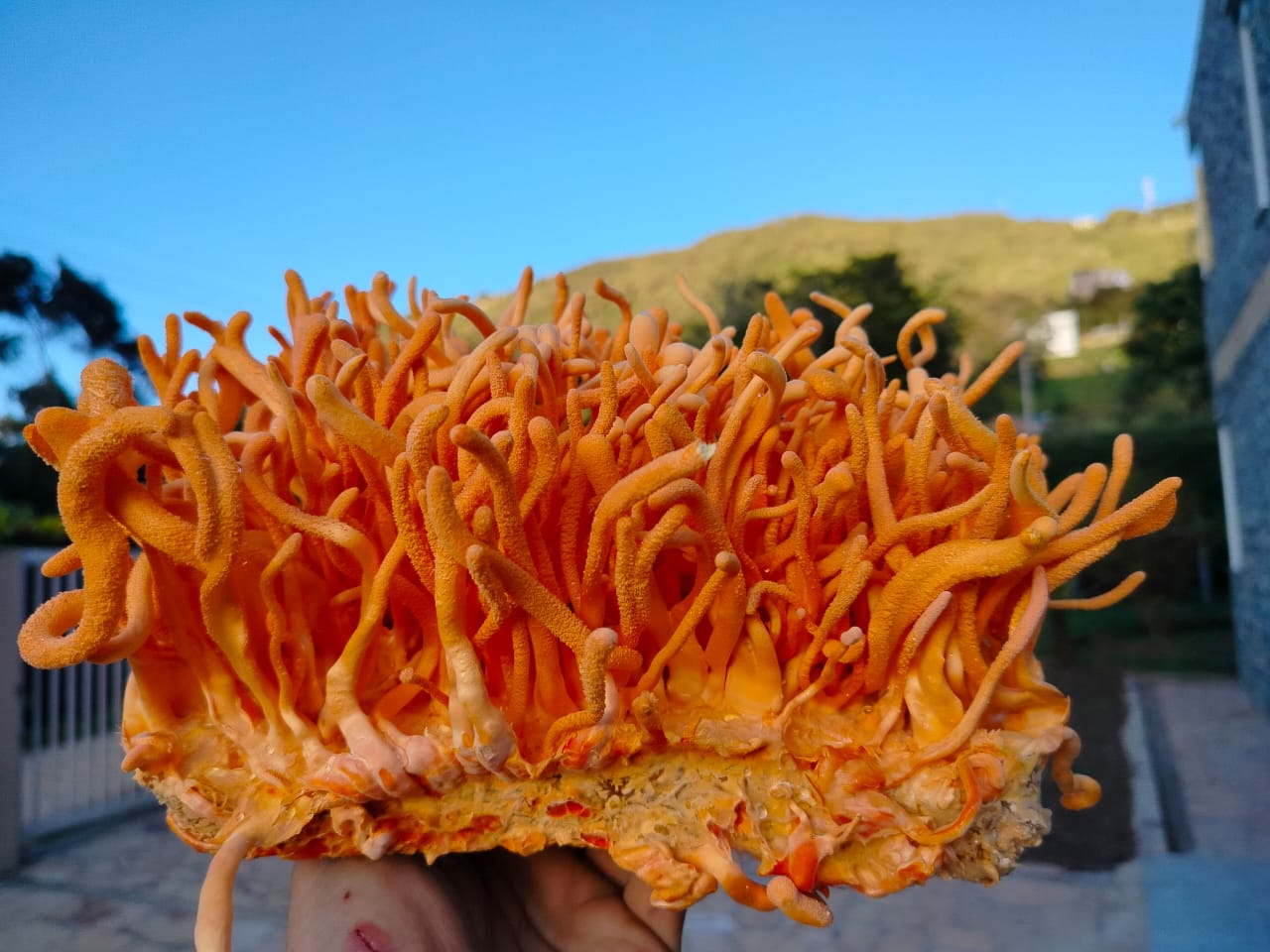 Cordyceps militaris: el hongo que desafía las reglas de la biología